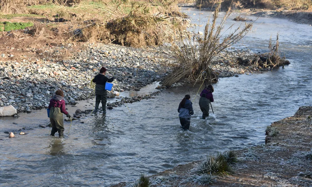 Imatge del control de les poblacions de peixos al riu Besòs.