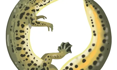 Un tritó palmat protagonitza el logo de l'entitat, una il·lustració feta per Blanca Martí.