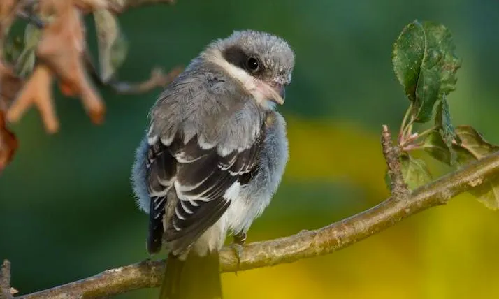 La trenca és una espècie protegida de la fauna salvatge autòctona. Dóna nom a l'entitat Trenca.org (imatge: trenca.org)  