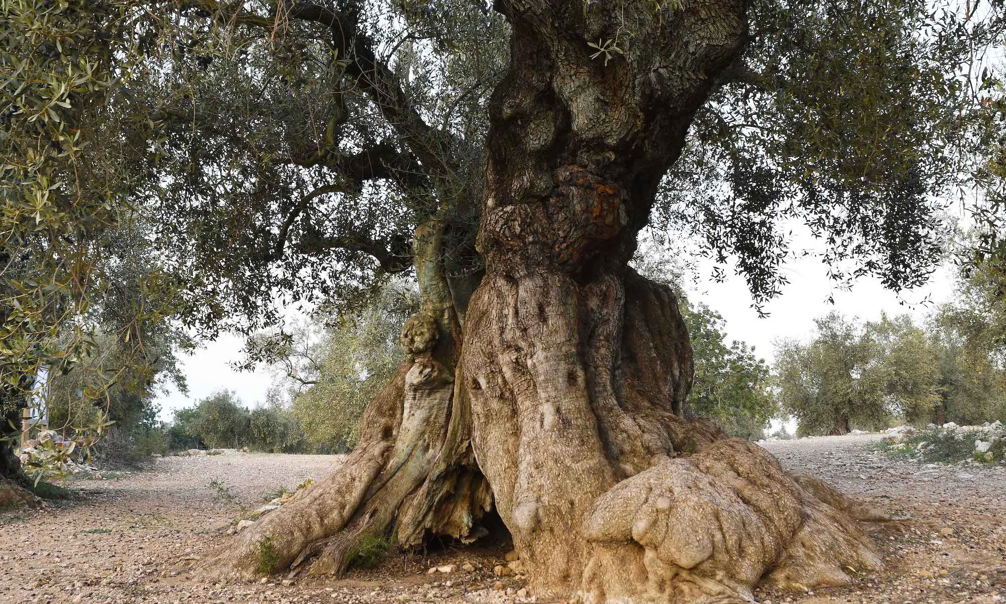 L'espectacular paisatge natural del sud de Catalunya el conformen especialment oliveres monumentals com aquesta.