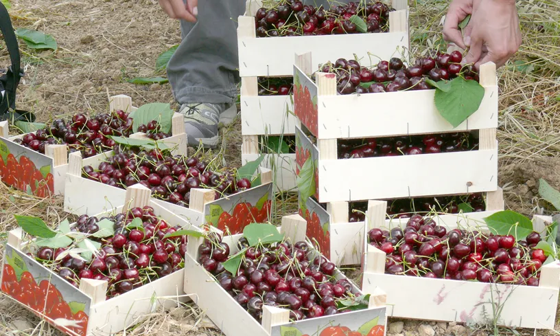 Apadrinar arbres és una bona opció per fer un regal original i que, alhora, ajuda el medi ambient.