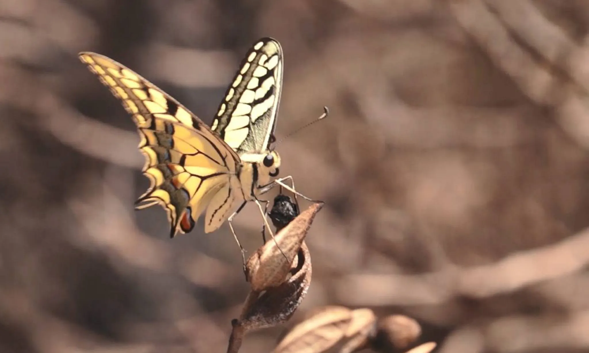 A Catalunya hi viuen 173 espècies en risc d’extinció al planeta, algunes papallones han perdut el 90% de la seva població. 