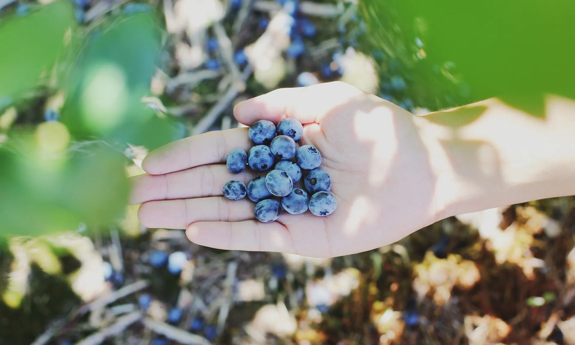 La XCN, Espigoladors o l'Associació de Naturalistes de Girona, ens donen alguns consells per a l'acollida de voluntariat.