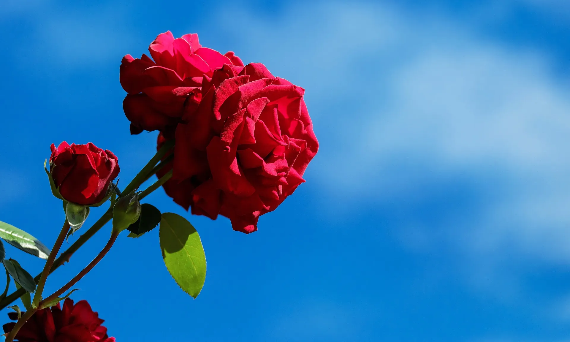 Fem algunes recomanacions per passar la Diada de Sant Jordi amb les entitats ambientals.