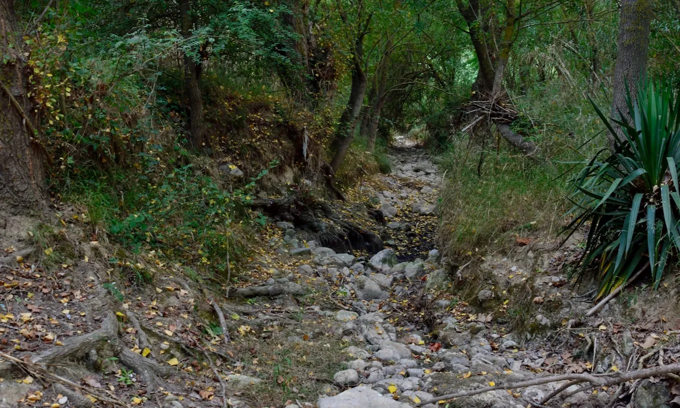 Bosc Verd - EdC denuncia que la mala gestió hídrica del riu Foix està causant la mort de milers de peixos.
