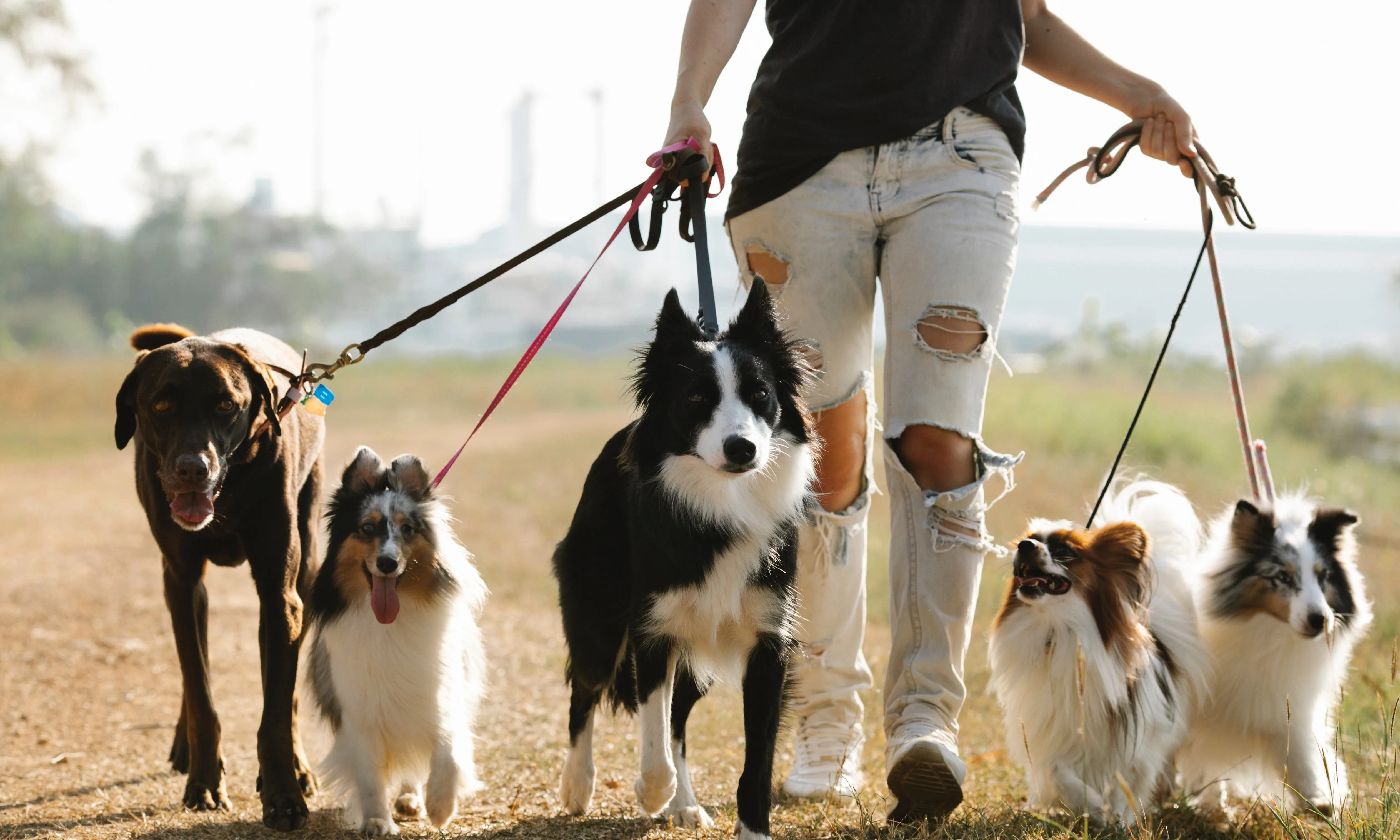 Les protectores i refugis d'animals accepten persones voluntàries per dignificar la qualitat de vida dels animals sense llar.