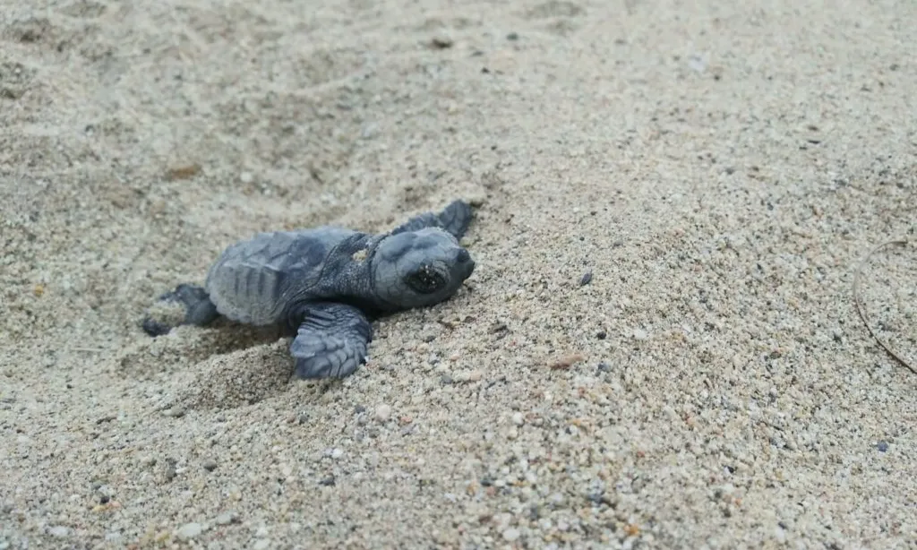 La tasca de voluntaris i voluntàries al projecte de la tortuga careta és crucial per ajudar a arribar a les tortuguetes al mar.