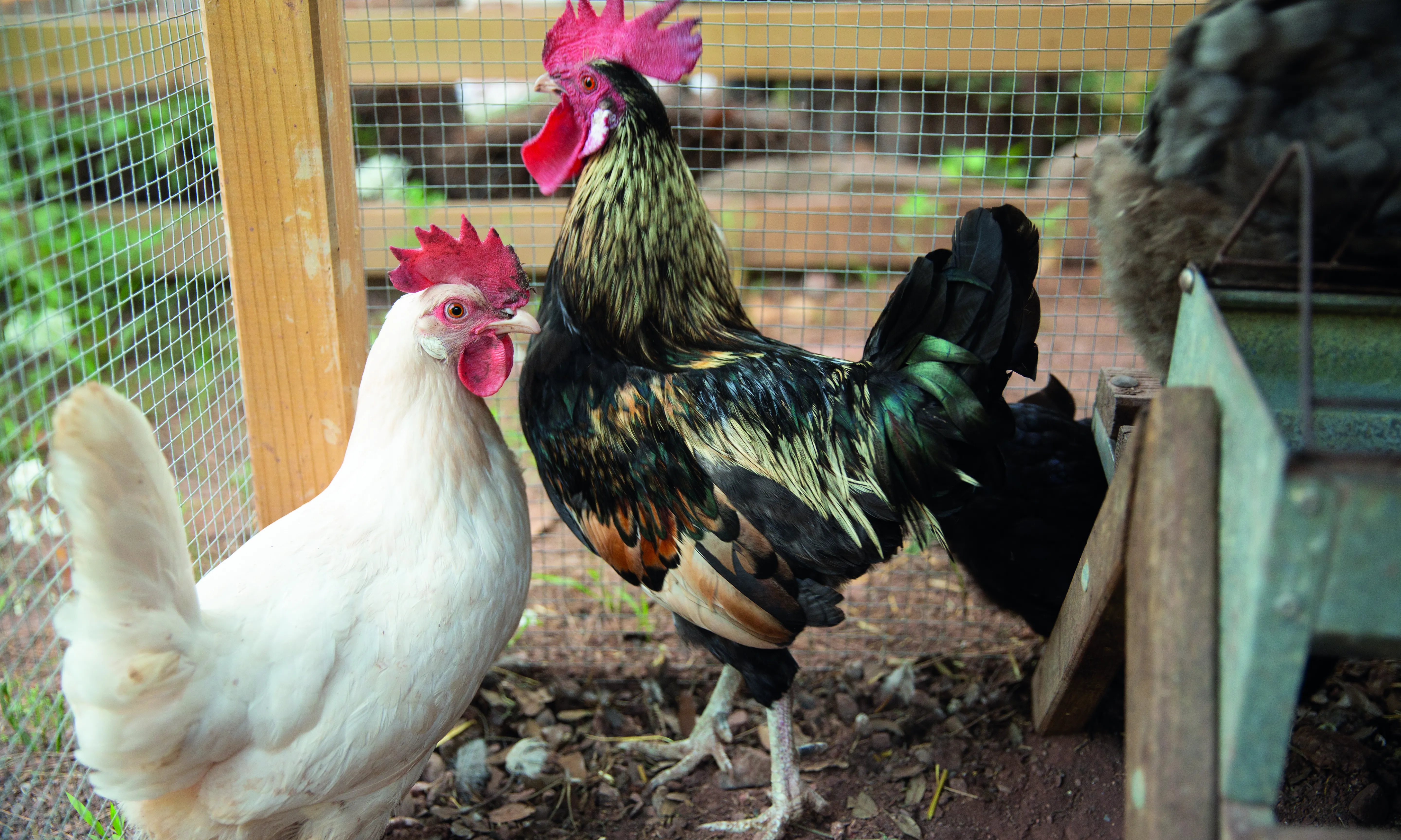 Els regals van des de llums solars i medicaments fins a galls, gallines o cabres per assegurar una font de proteïnes en l'alimentació.