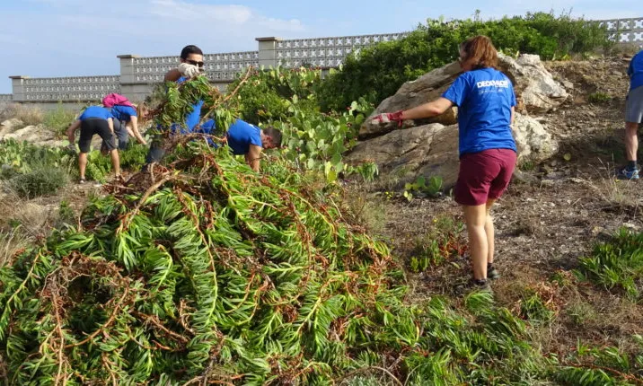Extracció de la planta Ungla de gat a la zona del voltant del far de s’Arenella, al Port de la Selva.