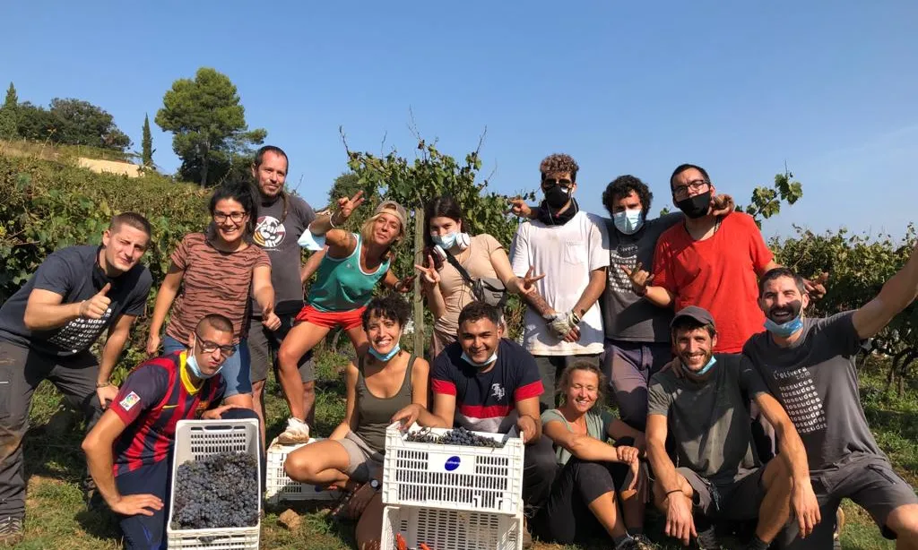 Un grup de treballadores fent la verema a Can Calopa de Dalt.