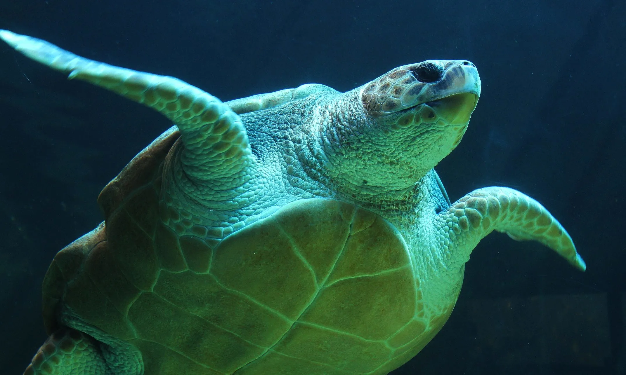 La tortuga babaua és la tortuga més present al Mar Mediterrani. 