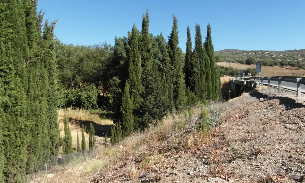 Fossa comuna d'afusellats per falangistes durant la Guerra Civil