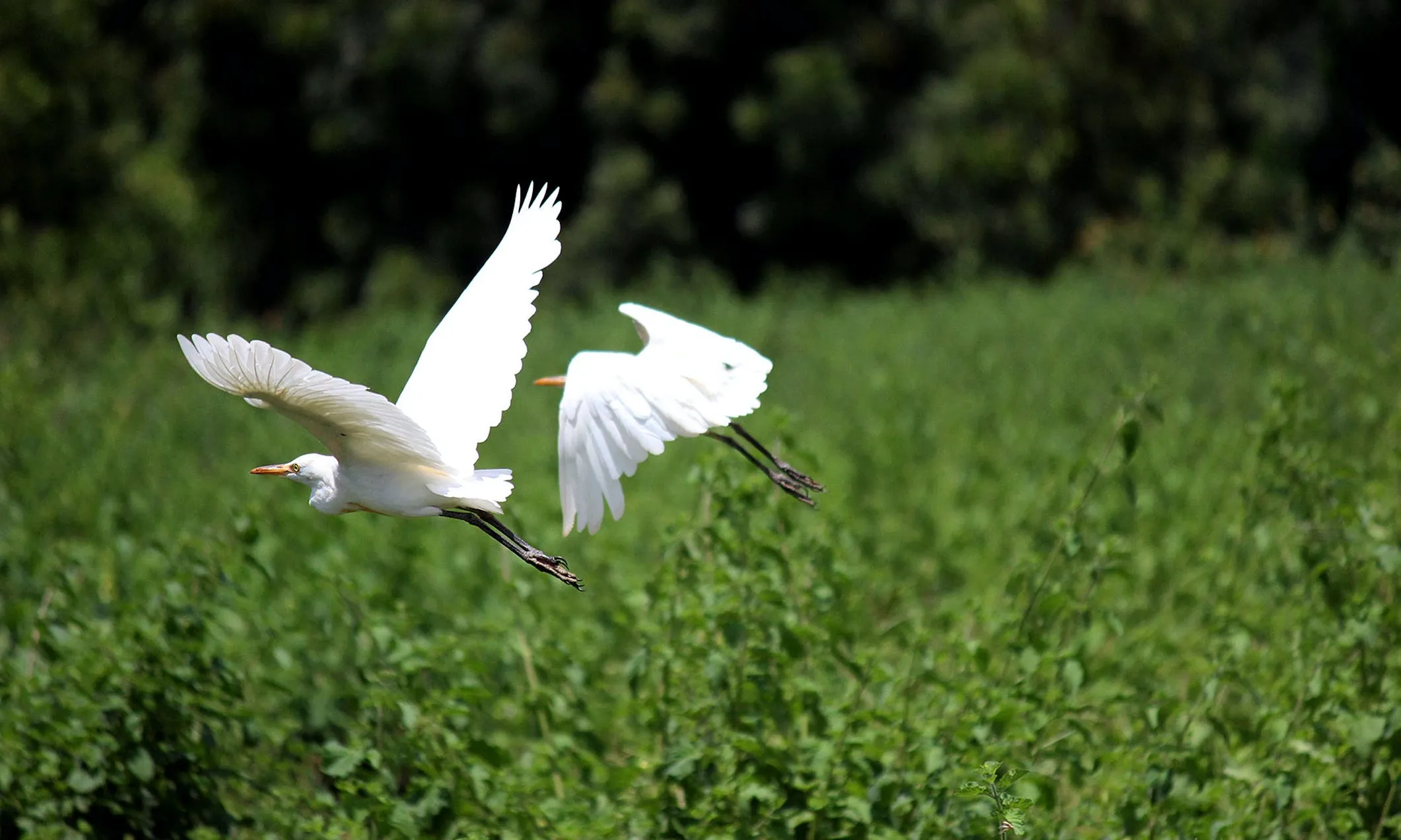 La lluita reivindica l'ampliació, delimitació i restauració de la zona, per tal d'afavorir i protegir un entorn natural necessari per a la conservació de la biodiversitat.