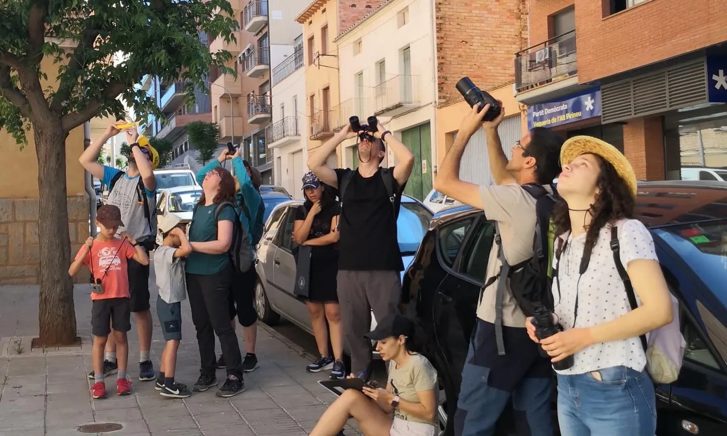 Al projecte 'Orenetes' la ciutadania fa un seguiment de nius d'oreneta cuablanca.