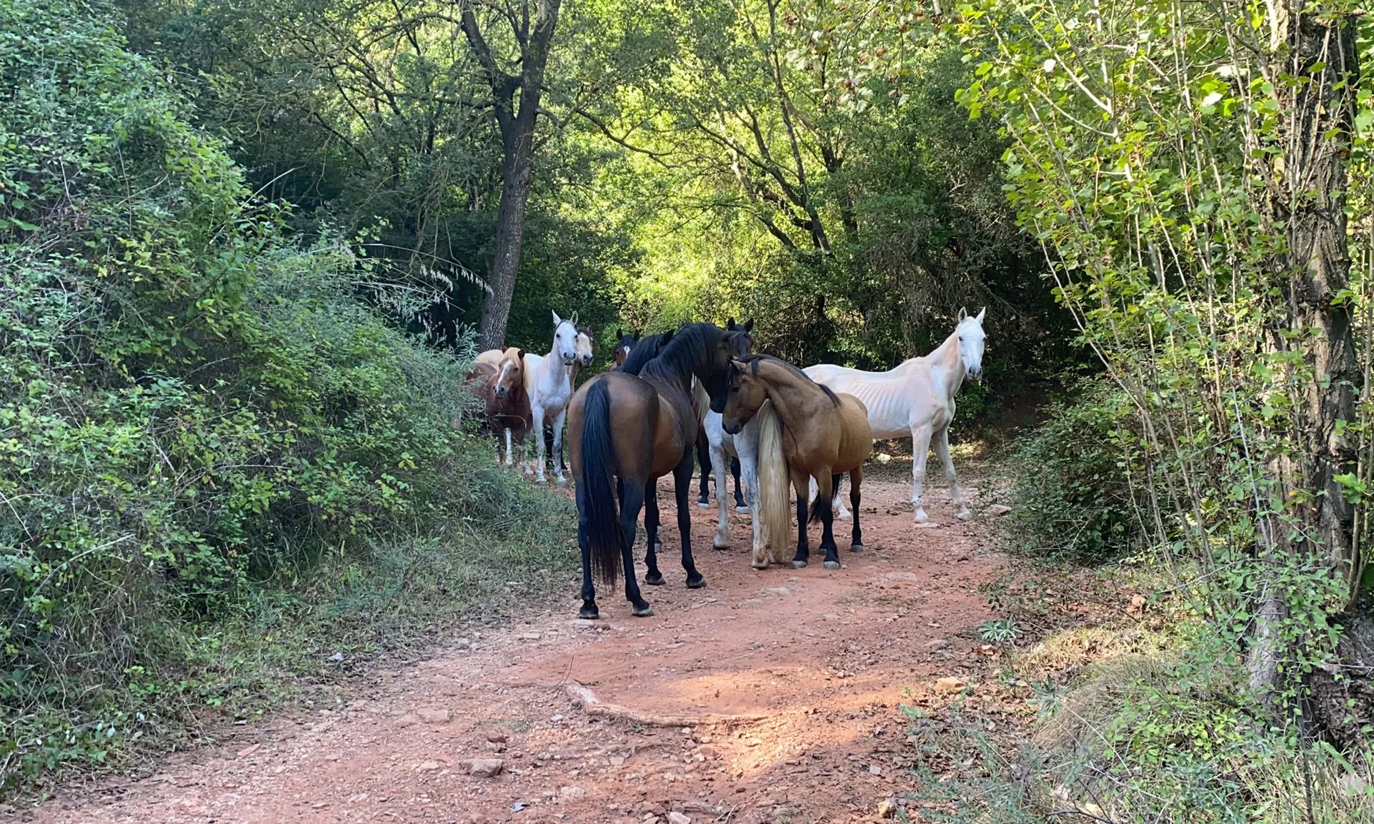 L'entitat compta actualment amb deu cavalls que pasturen a les muntanyes de l'Ordal.