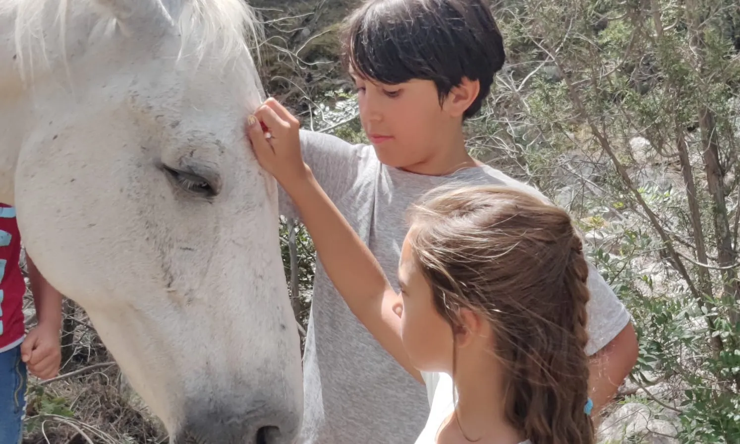 Forest Horses organitza diverses activitats de voluntariat en família al voltant dels cavalls i la gestió forestal.