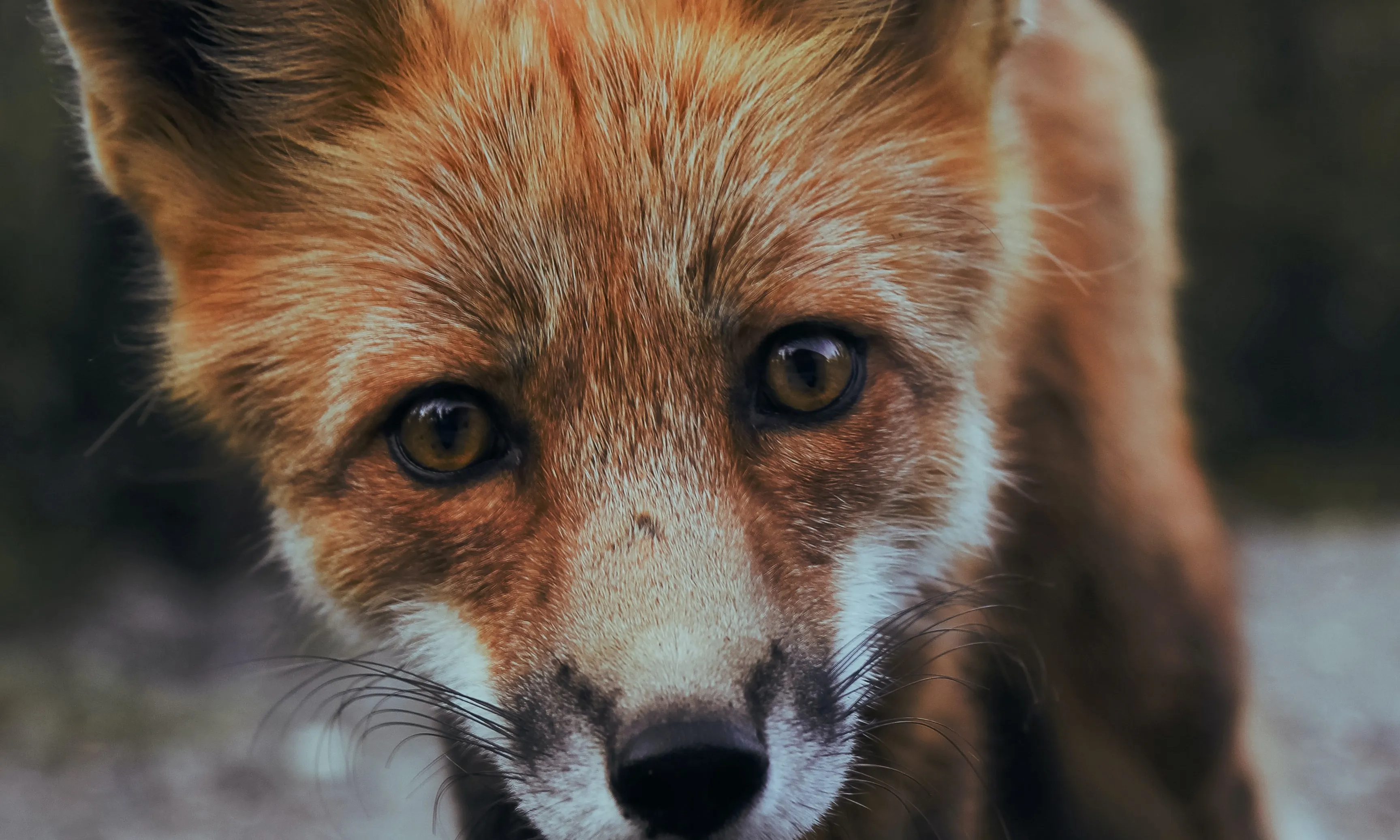 Visons, fures, guineus, conills, foques, llúdrigues o vaques són alguns dels animals que són assassinats per a convertir la seva pell en roba.