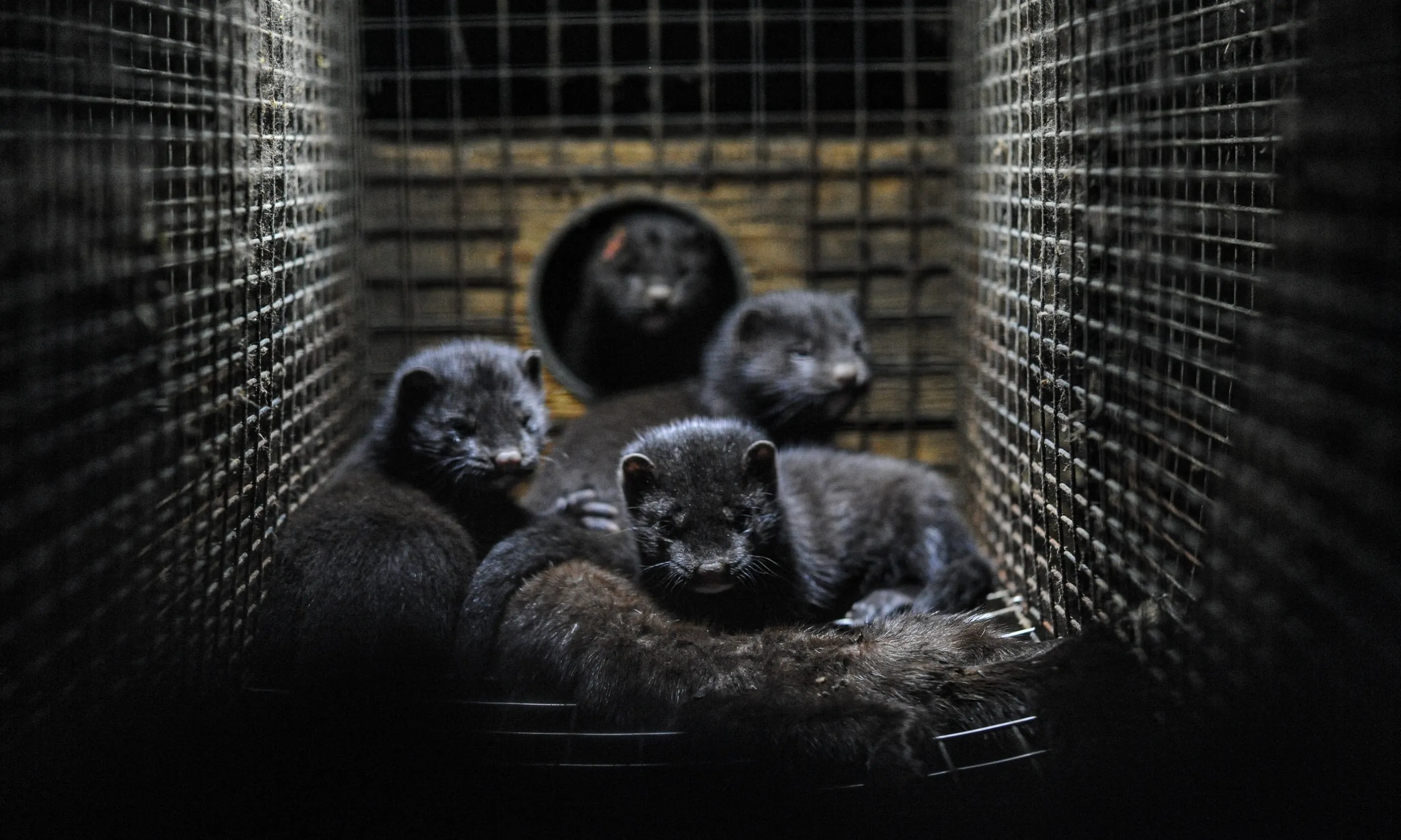 Cada any, més de trenta-dos milions d'animals són sacrificats a la Comunitat Europea per comerciar amb la seva pell.