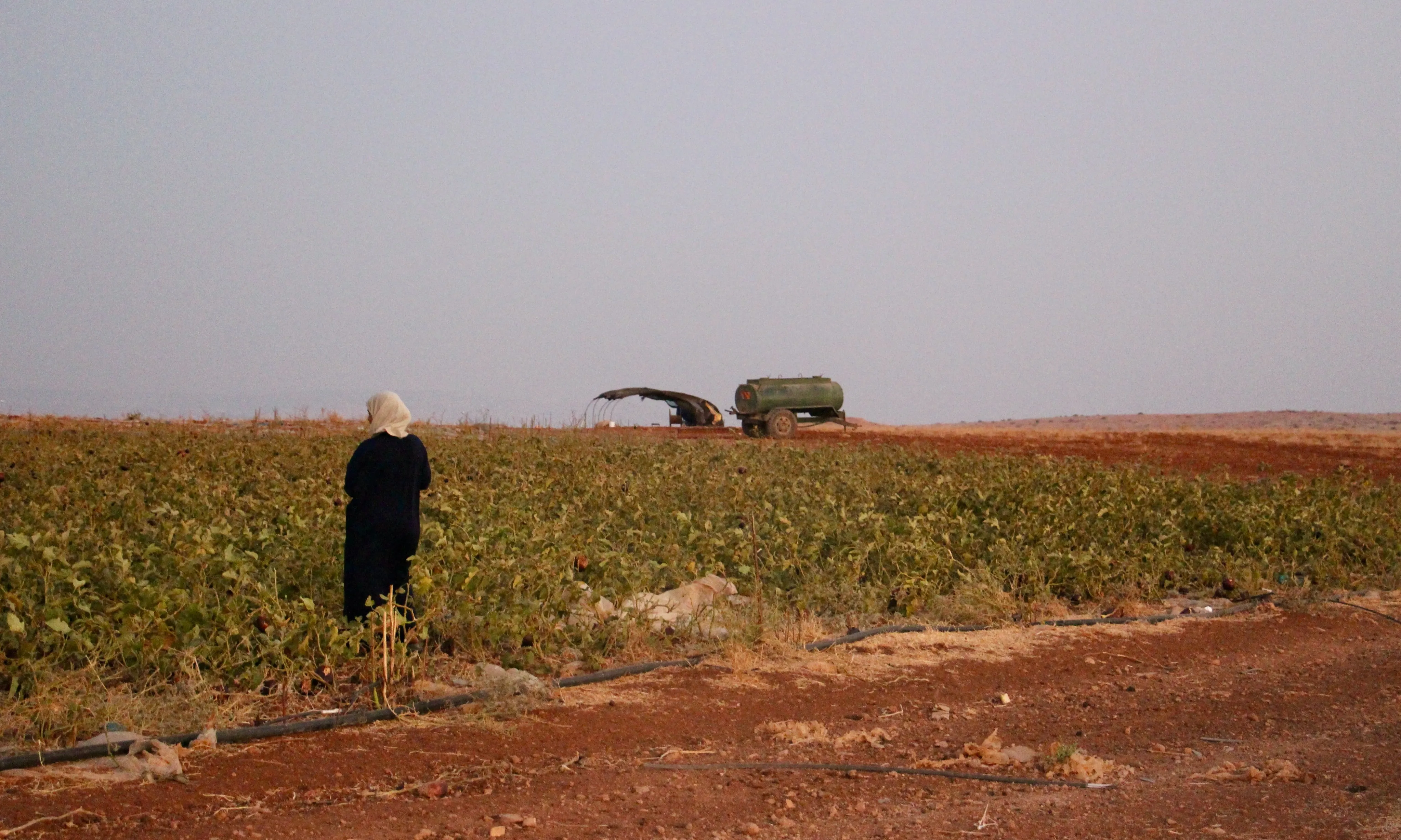 Les regions de la Mediterrània pateixen unes condicions extremes a causa del canvi climàtic, per les quals cal adaptar l'agricultura.