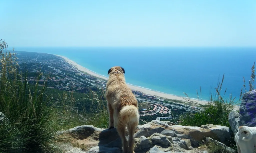 Els animals de Canópolis viuen en semillibertat i s’alimenten amb dietes naturals.