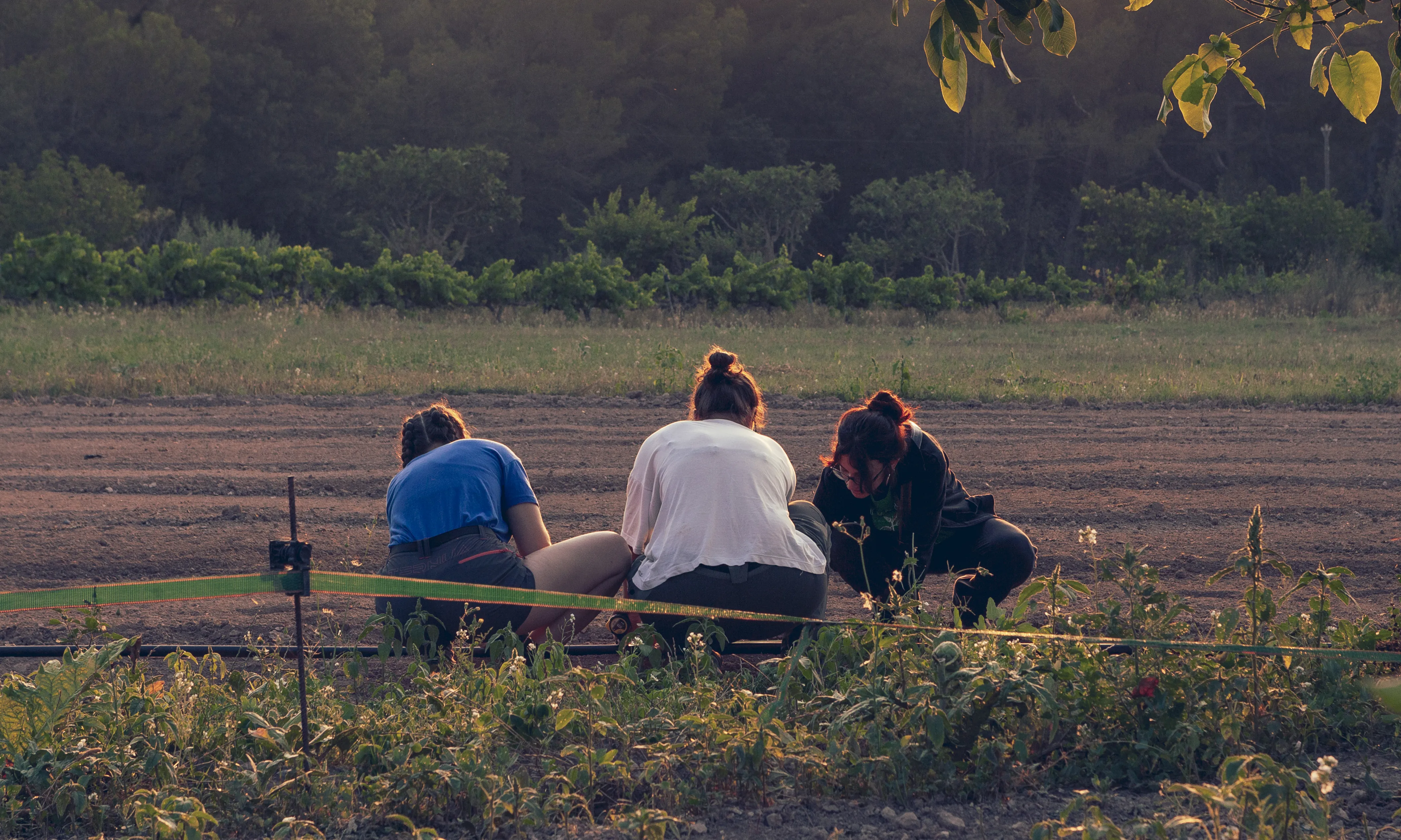 El col·lectiu Eixarcolant celebra anualment la jornada gastronòmica de plantes silvestres a Igualada, oferint diverses activitats per conèixer aquestes plantes.
