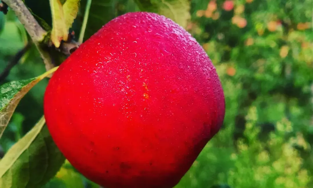 La cooperativa agrupa productores de poma de muntanya del Pirineu.