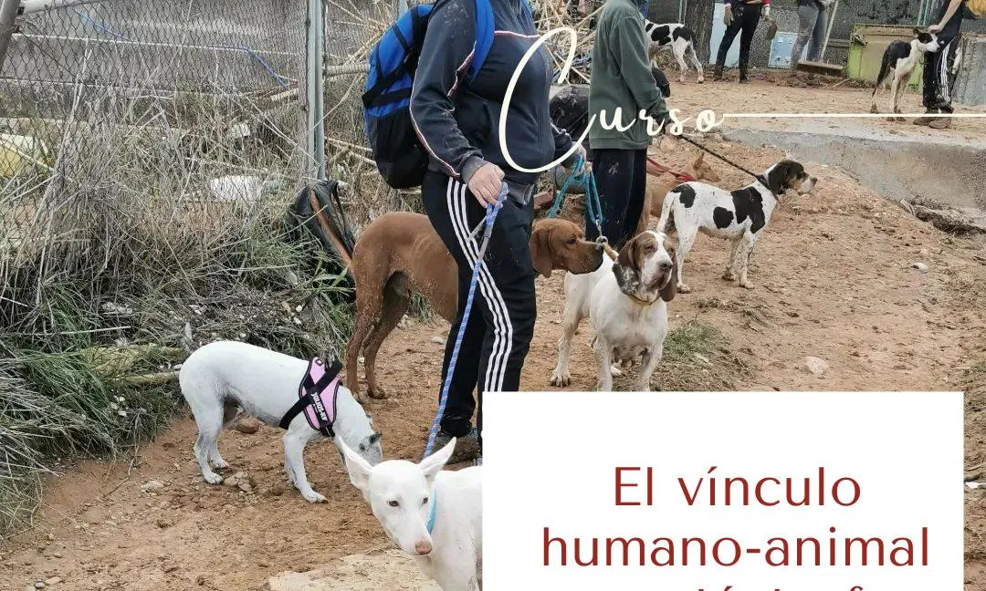 rescat de gossos per part de l'associació RASE, especialitzada en rescat d'animals en emergències