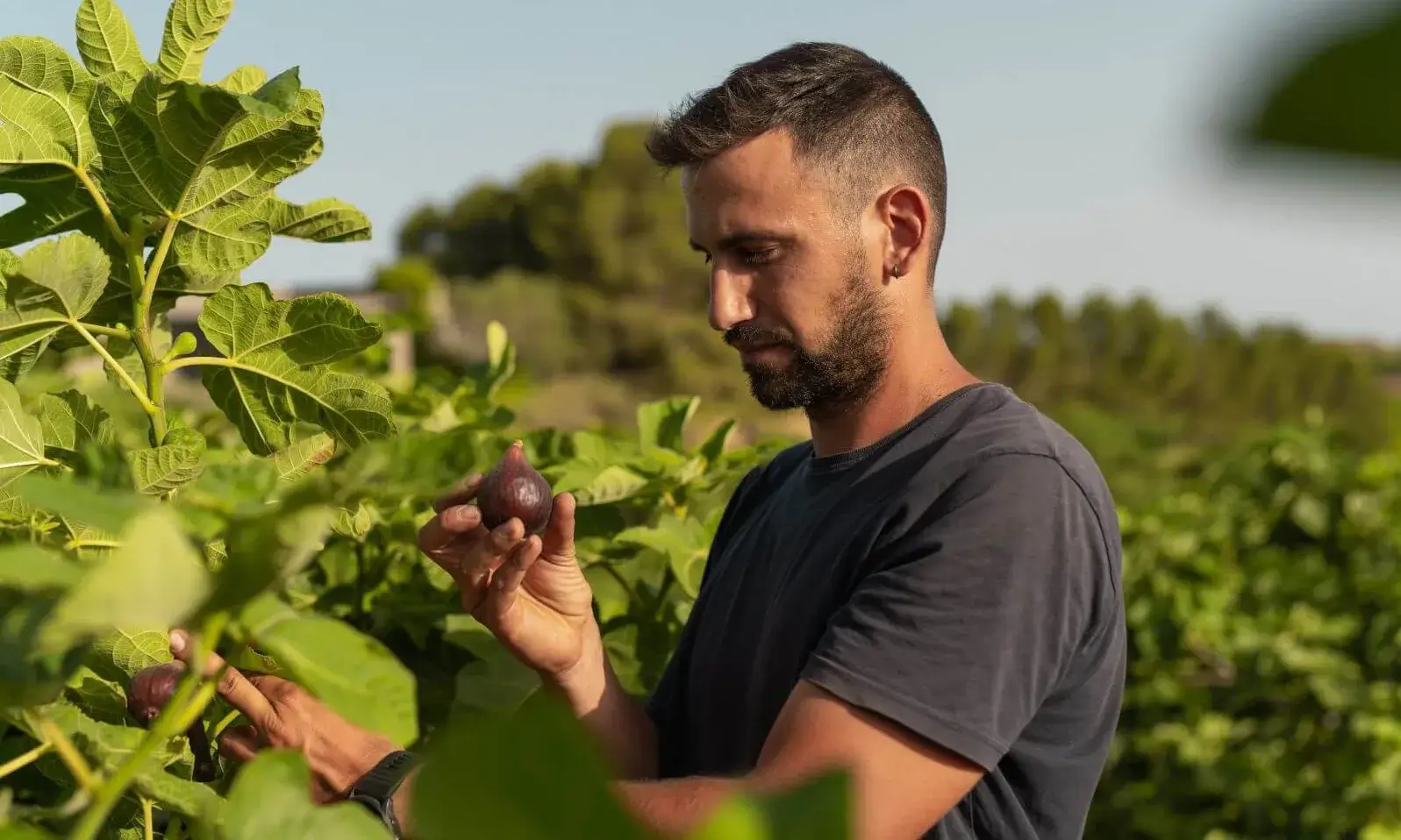 En Jordi Vidal és productor de figues i préssecs a Aitona (el Segrià).