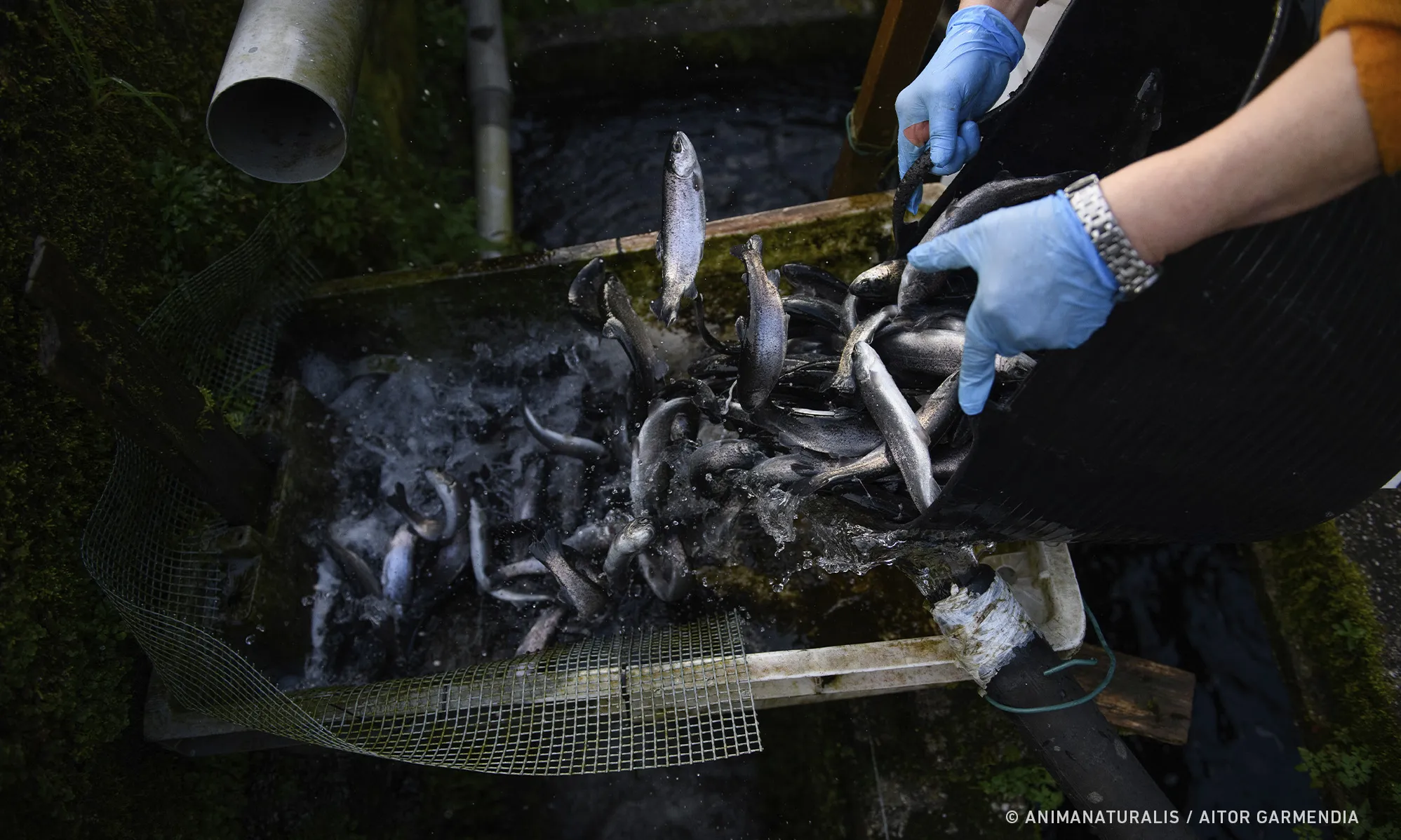 Una persona tirant peixos de mala manera a una piscina.