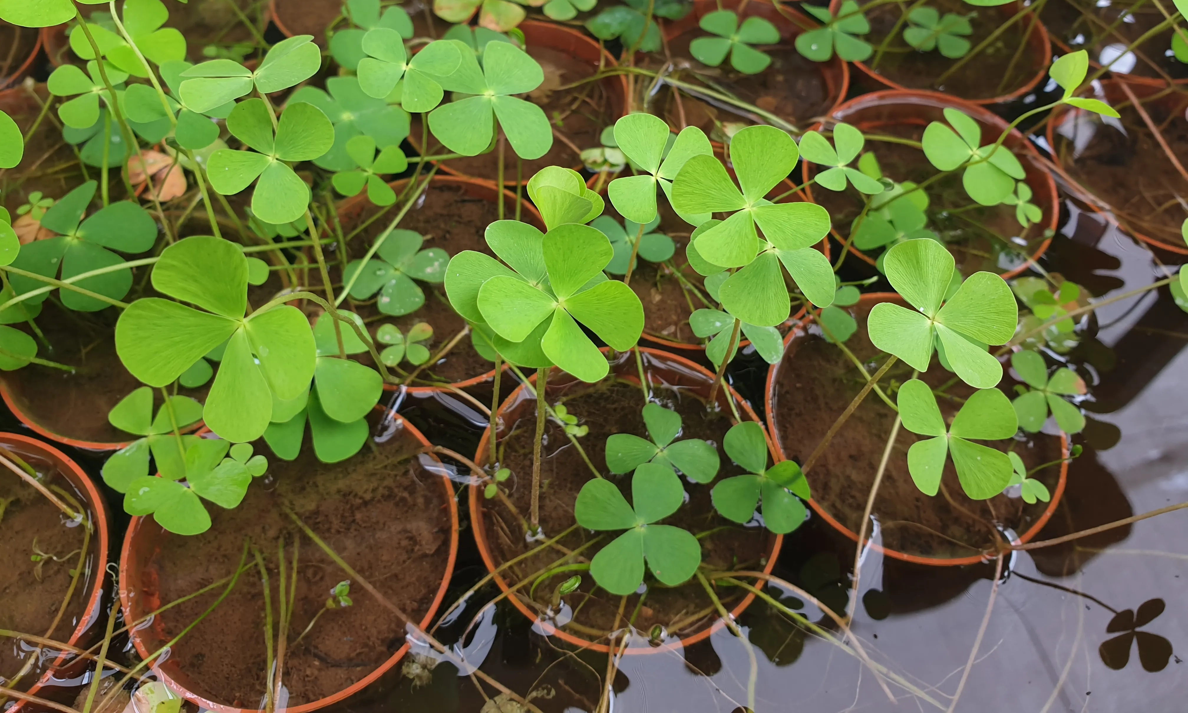 Planter de la falguera aquàtica Marsilea quadrifolia, extingida a Catalunya, per a reintroduir-ne a l’estany de Sils.