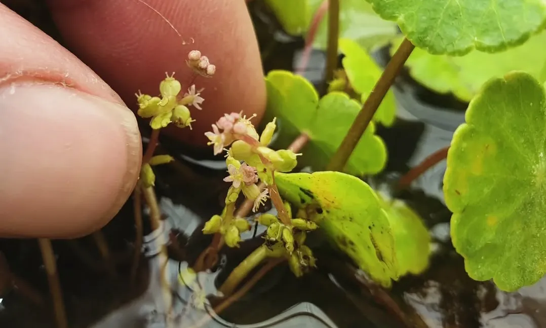Planter d’Hydrocotile vulgaris florit.