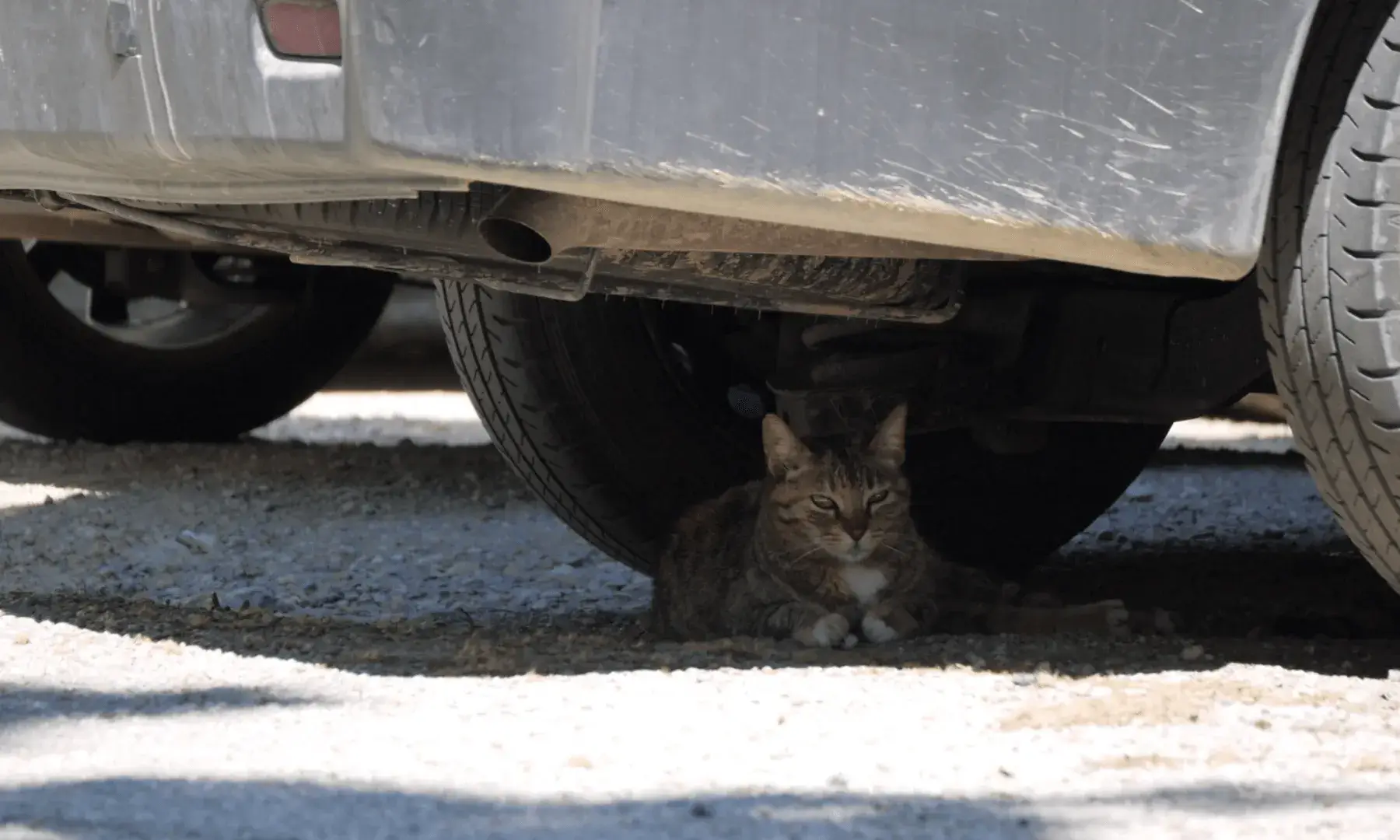 L’entitat gestiona i cuida les colònies felines de Molins de Rei mitjançant el mètode CER.
