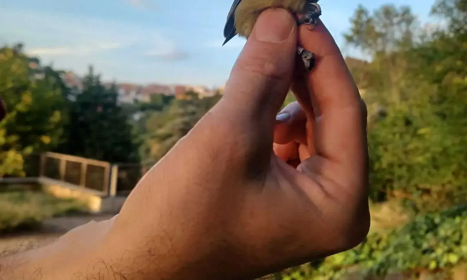 Imatge d'un ocell durant la seva identificació i anellament a l'Aula Ambiental Bosc Turull.