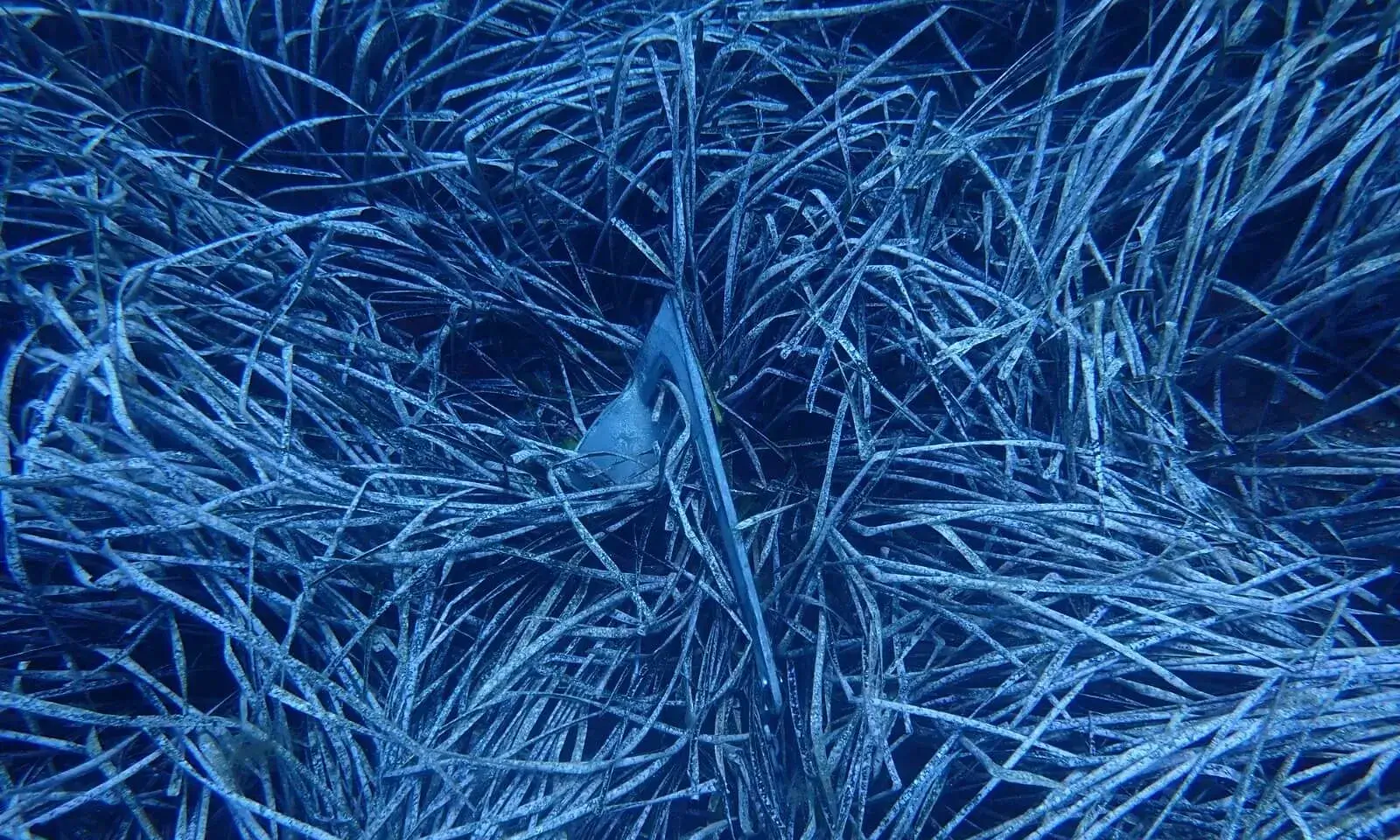 La federació ecologista ha posat en marxa la campanya per protegir els boscos submarins de la Mediterrània.