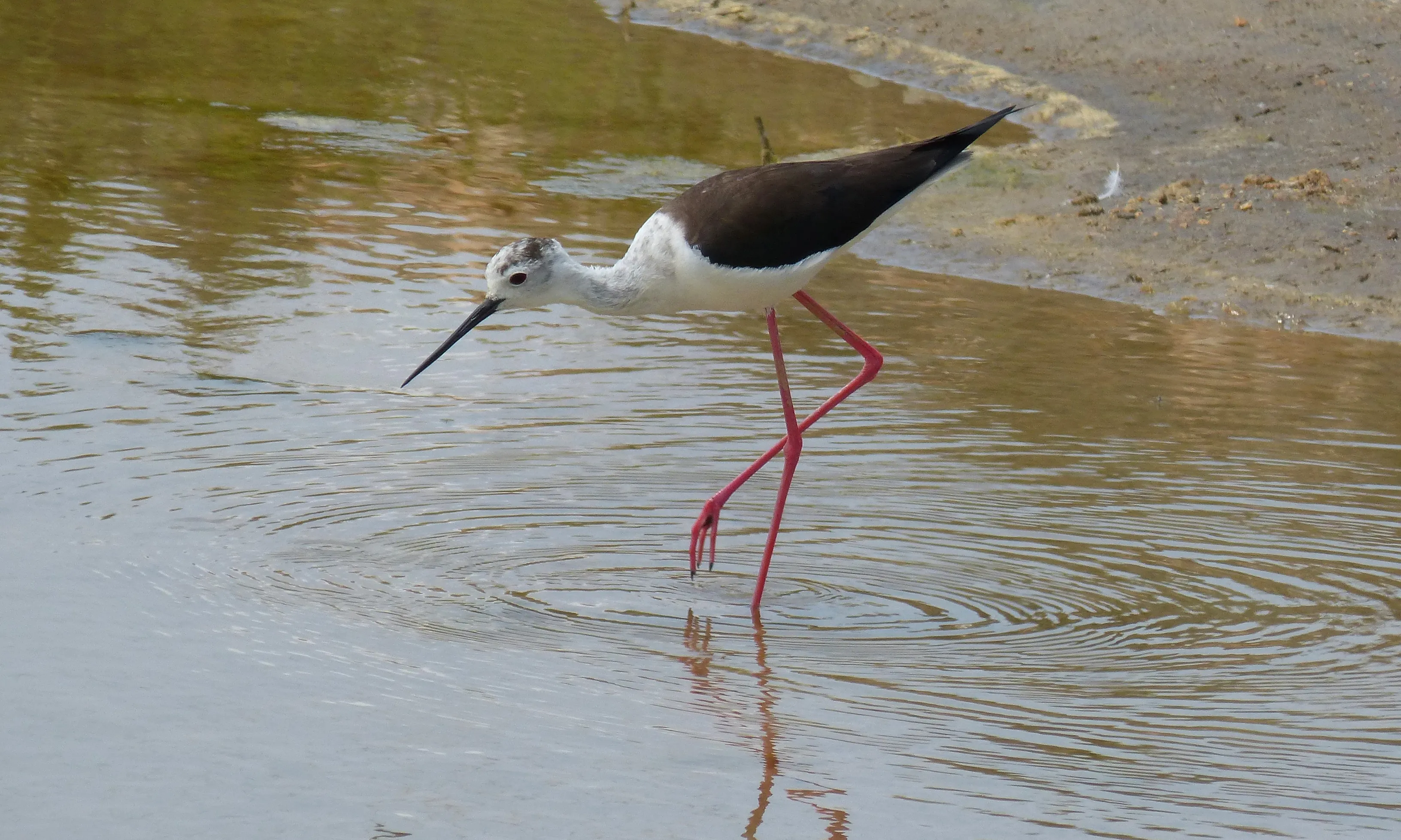 Imatge d'un ocell del Delta de l'Ebre