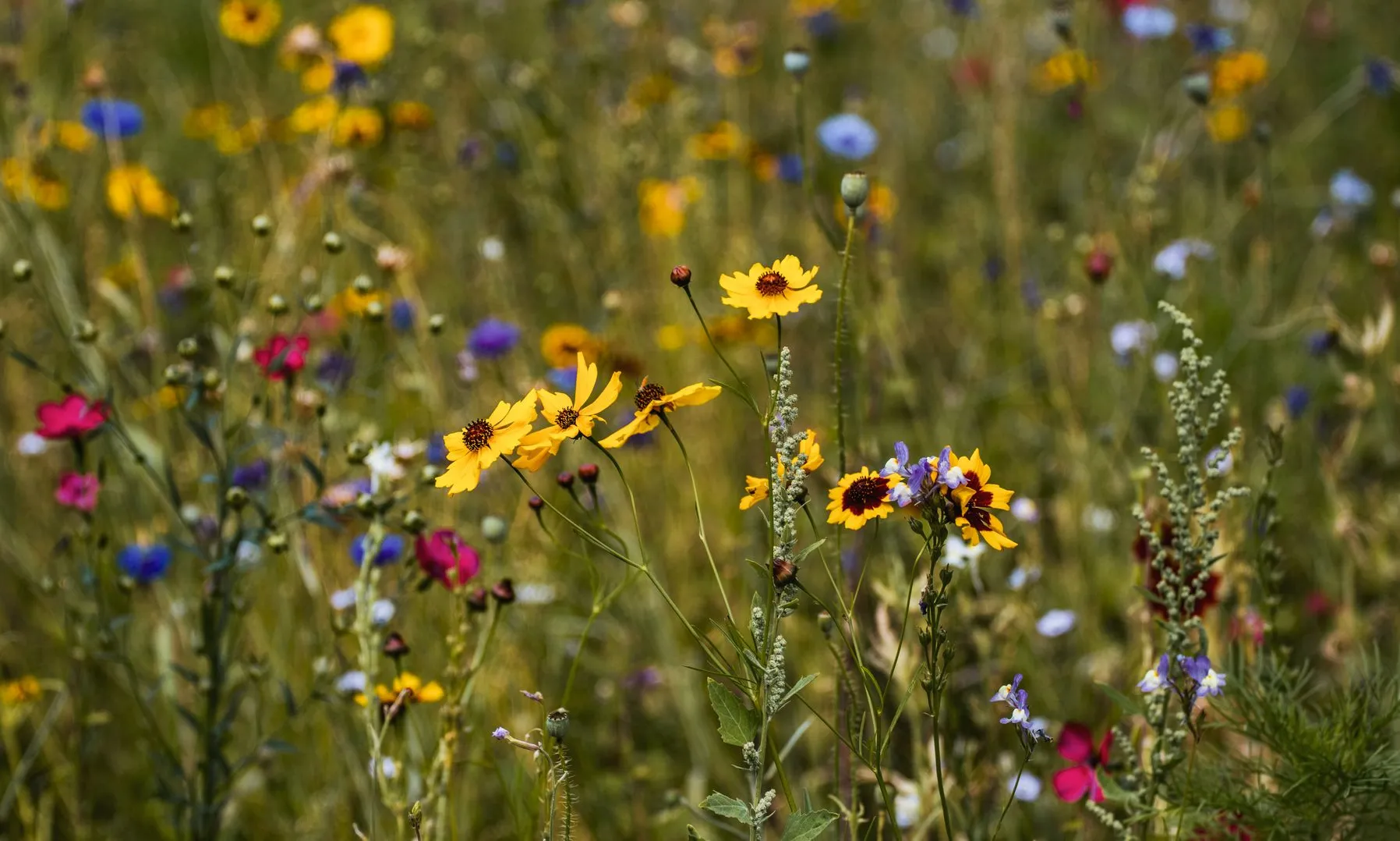 Un camp de flors silvestres