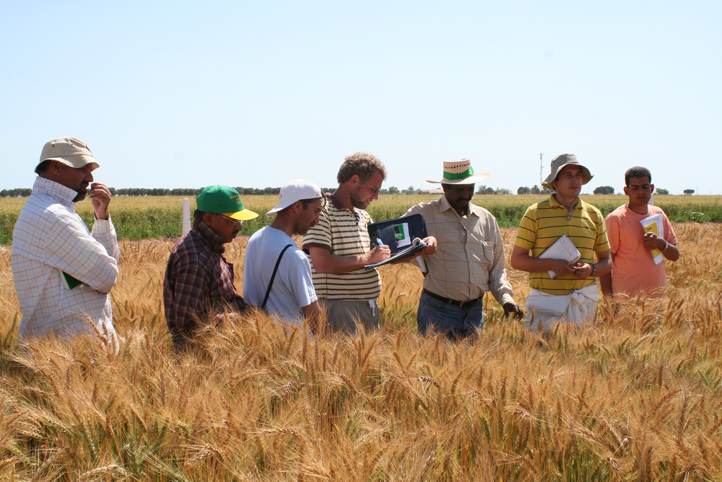 2007 wheat trainees learn scoring - CIMMYT - Flickr