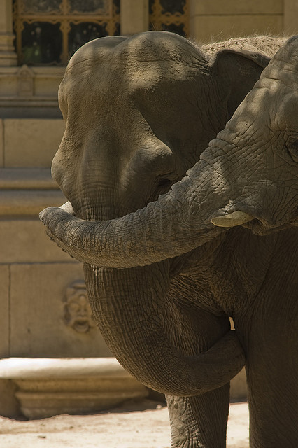 Abraçada entre dos elefants. Cooperació_Shina._Flickr