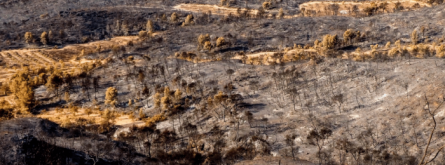 Rebrotem, la iniciativa solidària per fer front a l'incendi de la Ribera d'Ebre Font: Rebrotem