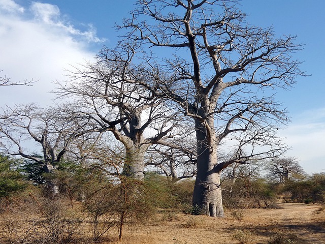 La reserva natural comunitària del Bondou és un espai protegit a l’est del Senegal de 120.000 hectàrees Font: Llicència CC