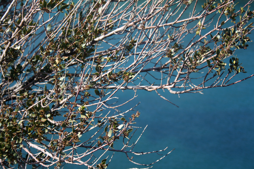Fulles d'un arbre i el mar de fons. Biodiversitat_la veu de Nanuk_Flickr
