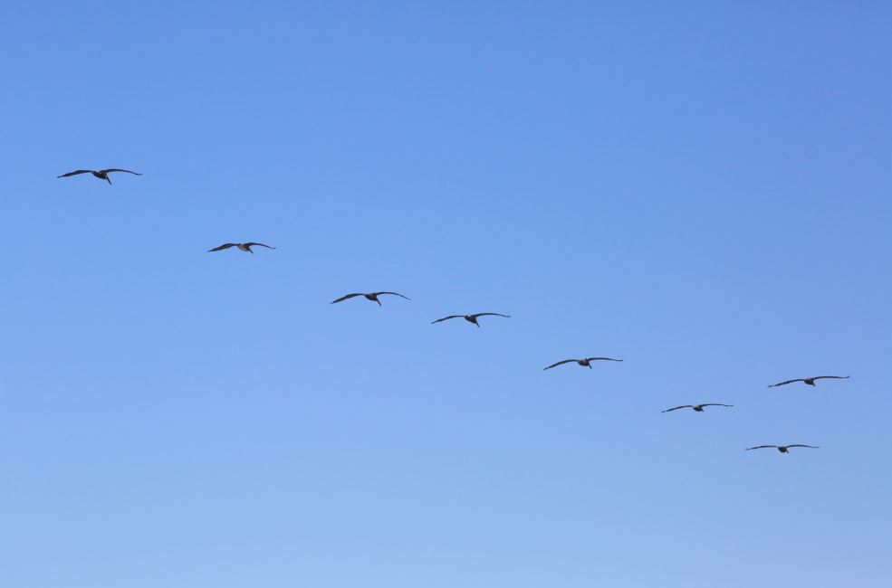 Ocells volant en grup. Cooperació_Don McCullough_Flickr