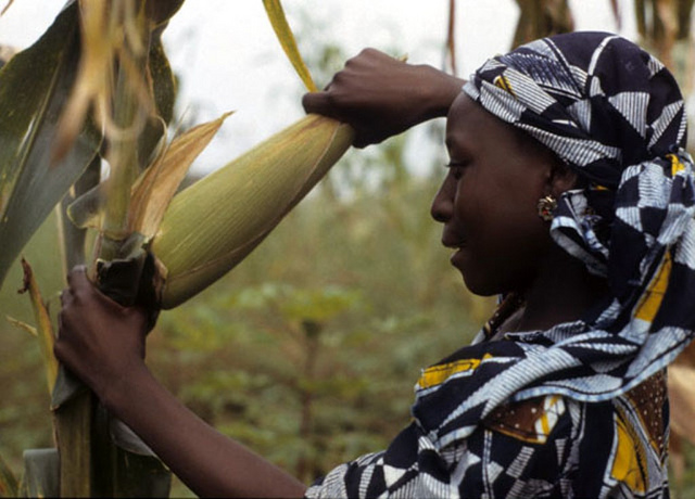 Dona africant treballant. Font: IITA Image Library (Flickr)