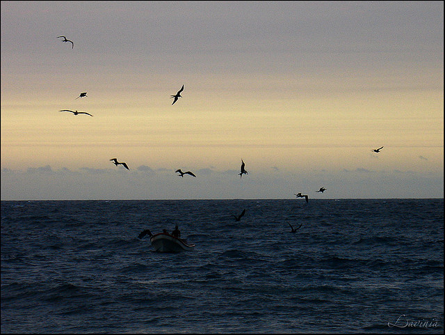 Ocells volant sobre el mar. Fronteres_Emi ♫_Flickr