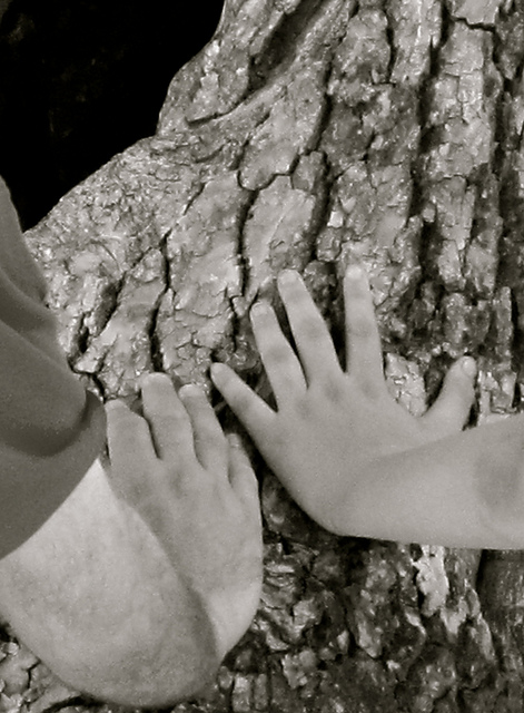 Mans unides sobre un arbre. Solidaritat_la veu de Nanuk_Flickr