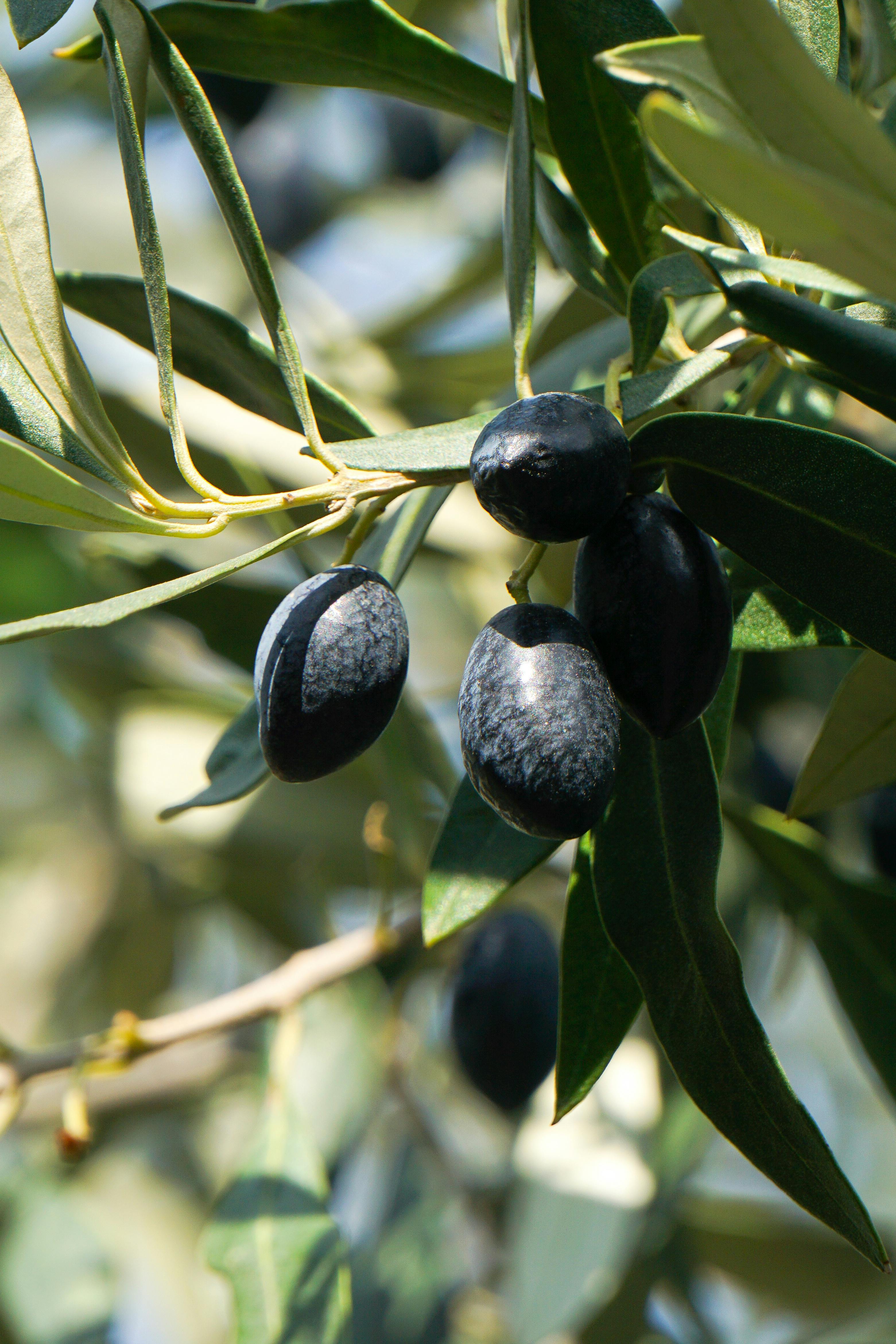 Imatge d'unes olives a l'olivera. Font: Pexels - Ala J Graczyk
