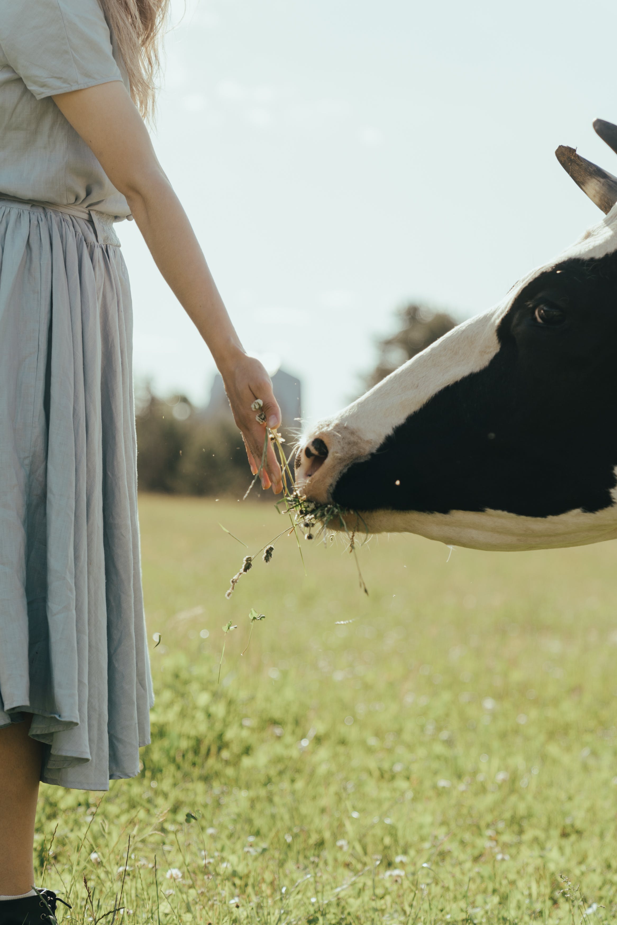 Noia donant de menjar a una vaca. Font: Pexels - cottonbro studio