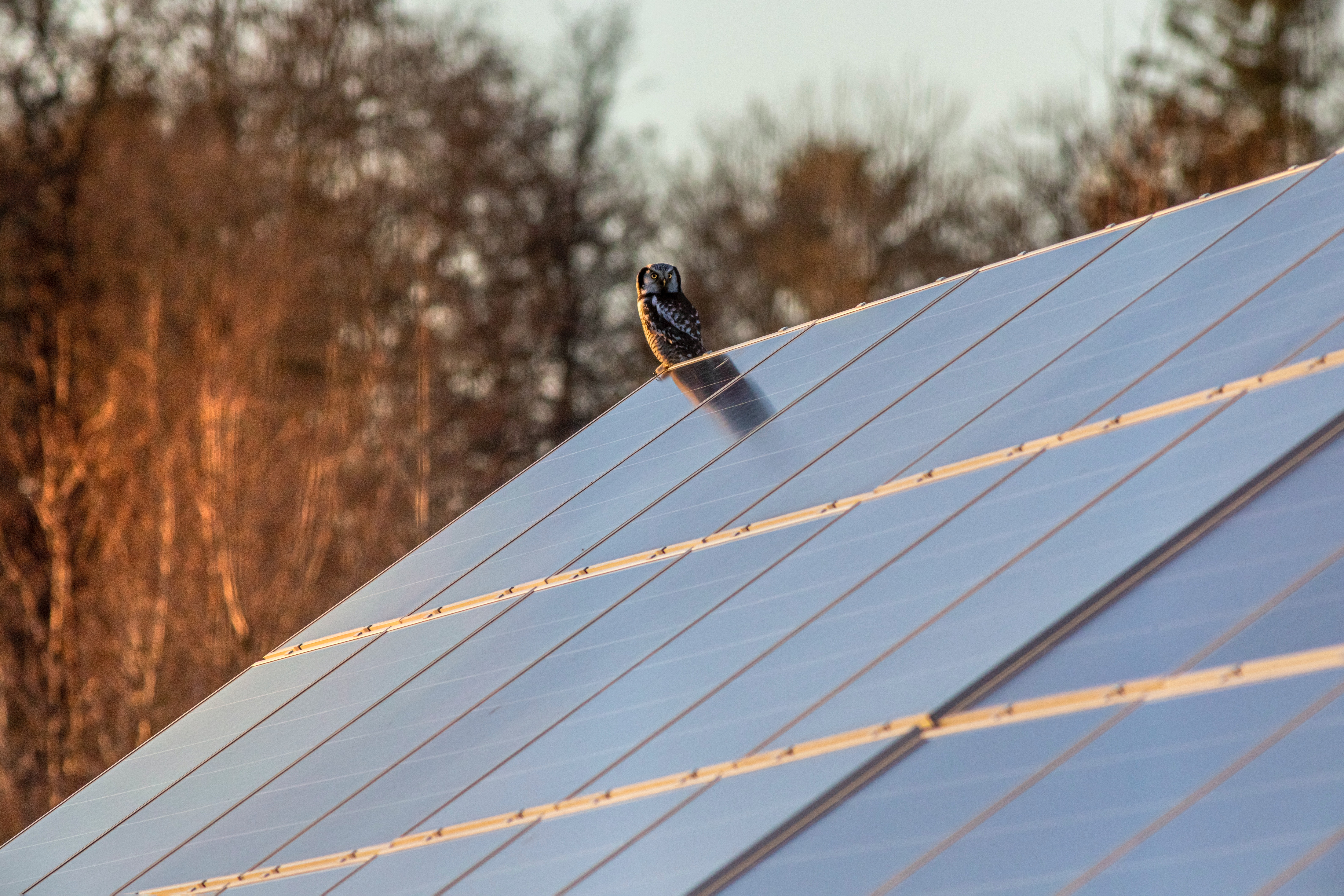 Plaques solars i mussol en una teulada. Font: Pexels - Erik Karits