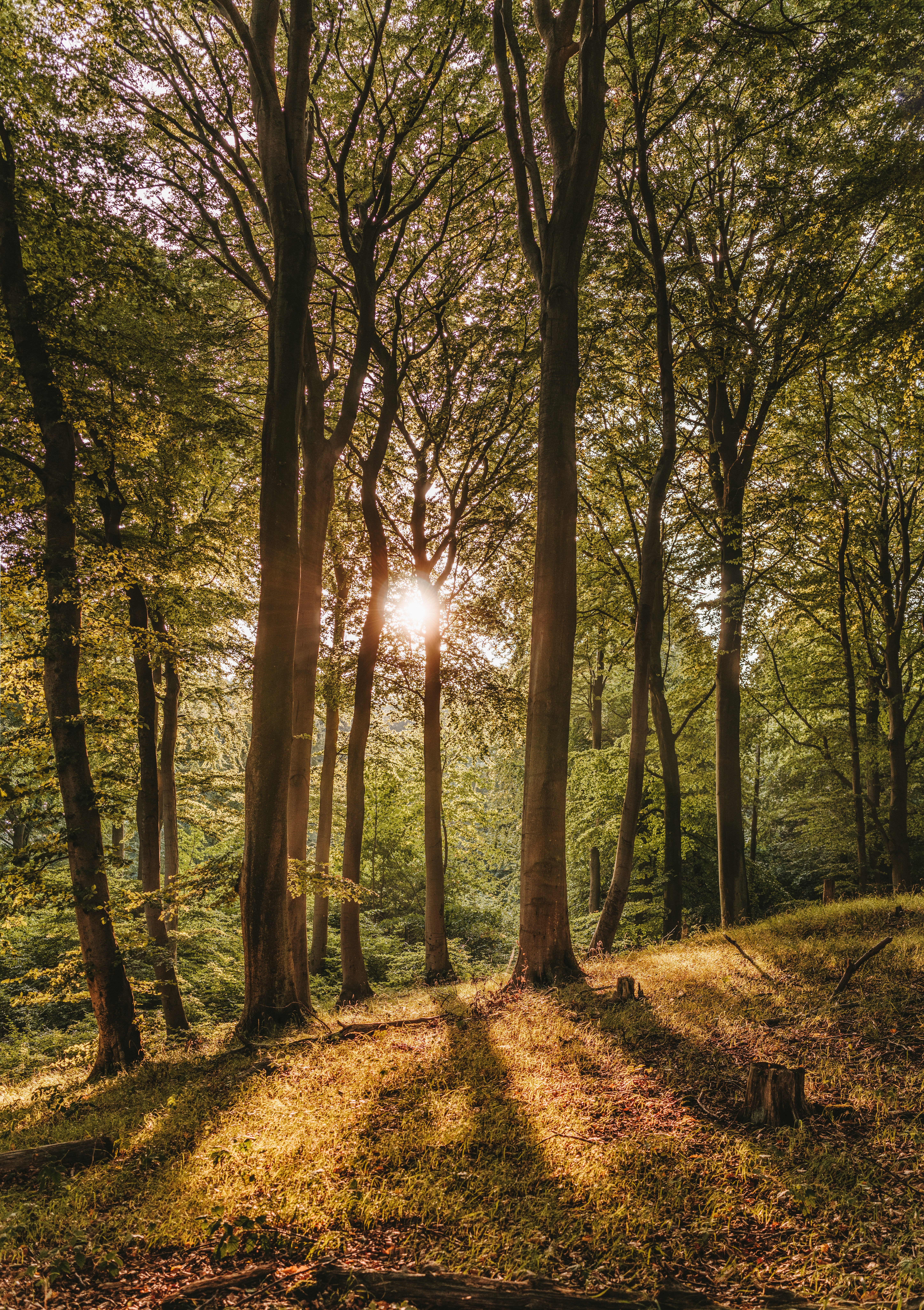 Bosc d'arbres de fulles caduques. Font: Pexels - Felix Mittermeier