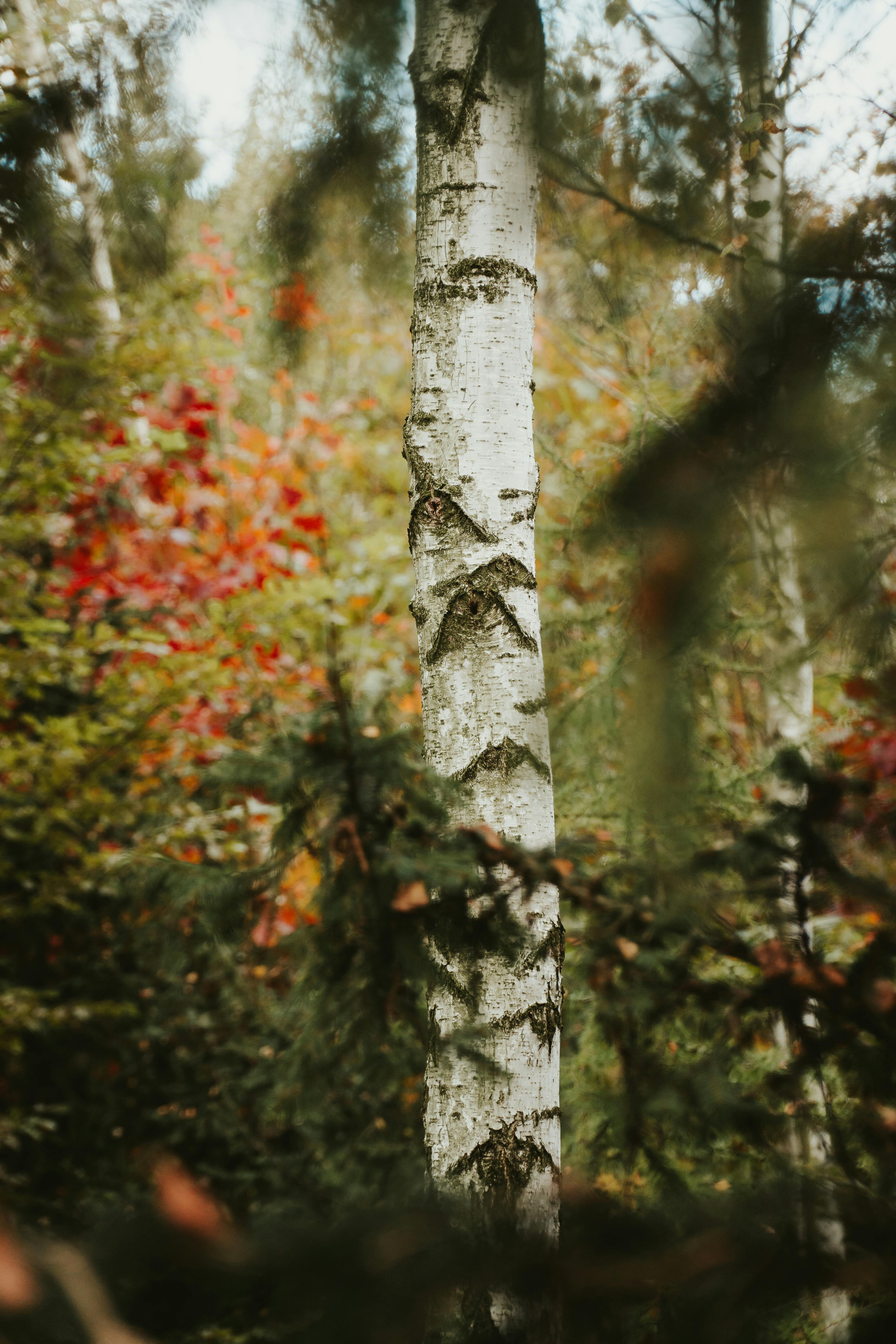 Imatge d'un bosc i el tronc d'un arbre. Font: Pexels - JacobS JS